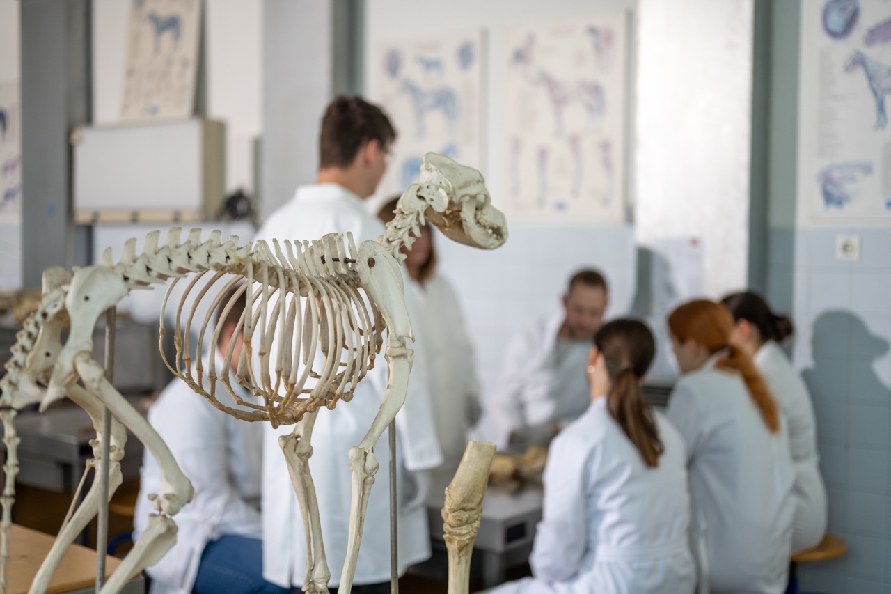 Skelett, Tierknochen, Schullabor, Anatomie, Skelettmodell